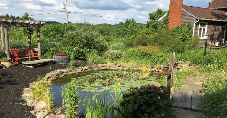 Small Gardens, Big Impact: Rainwater Garden for Wildlife
