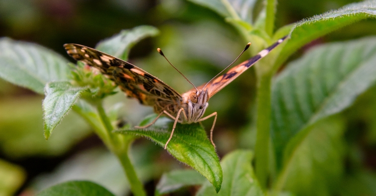 This Week at Phipps: July 17 – 23 This Week at Phipps: July 17 – 23