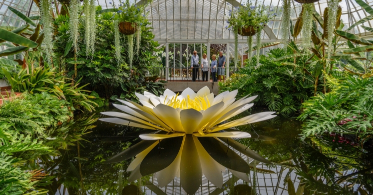 This Week at Phipps: July 24 – 30 This Week at Phipps: July 24 – 30