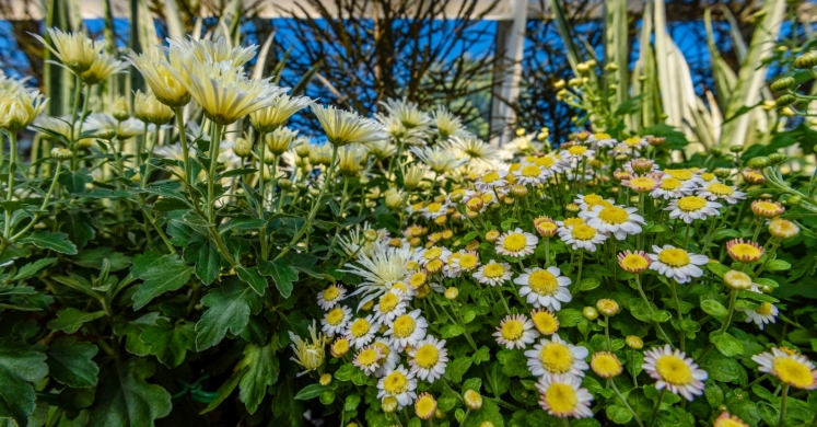 This Week at Phipps: Oct. 9 – 15 This Week at Phipps: Oct. 9 – 15