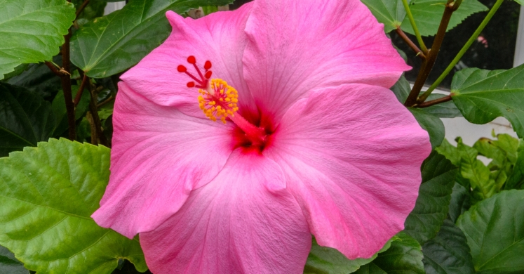 This Week at Phipps: Feb. 13 – 19 This Week at Phipps: Feb. 13 – 19