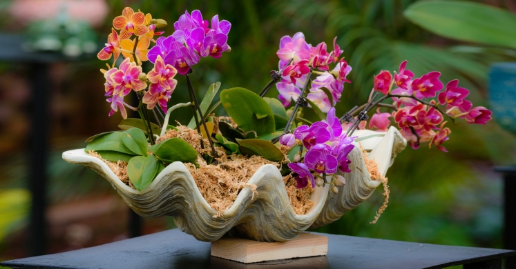This Week at Phipps: Jan. 16 – 22 This Week at Phipps: Jan. 16 – 22