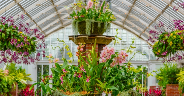 This Week at Phipps: Jan. 22 – 28 This Week at Phipps: Jan. 22 – 28