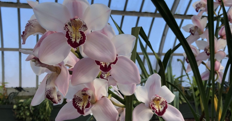 This Week at Phipps: Jan. 28 – Feb. 3 This Week at Phipps: Jan. 28 – Feb. 3
