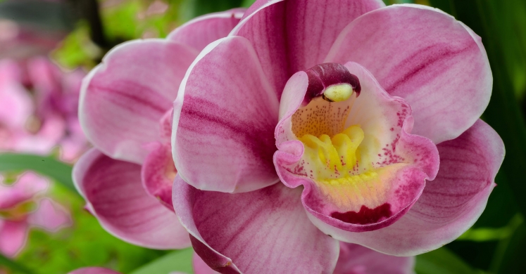 This Week at Phipps: Feb. 4 – Feb. 10 This Week at Phipps: Feb. 4 – Feb. 10