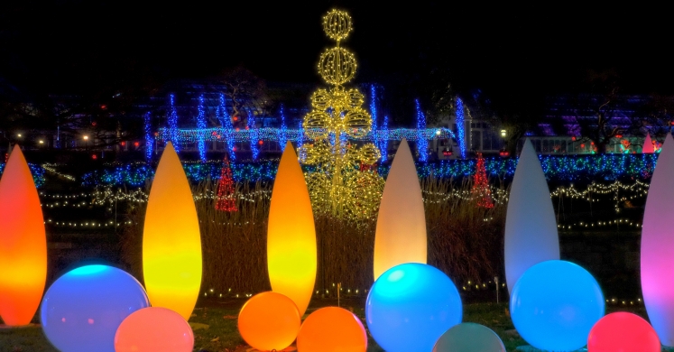 This Week at Phipps: Nov. 20 – 26 This Week at Phipps: Nov. 20 – 26