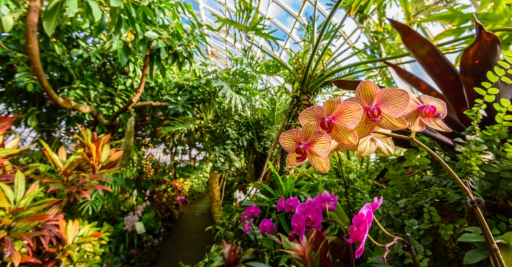 This Week at Phipps: Jan. 29 – Feb. 4 This Week at Phipps: Jan. 29 – Feb. 4