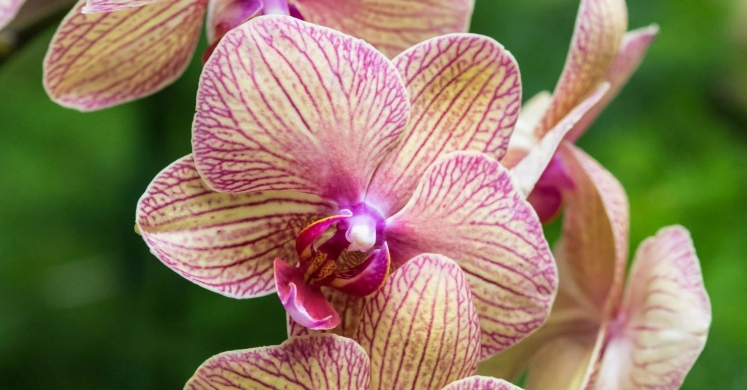 This Week at Phipps: Jan. 8 – 14 This Week at Phipps: Jan. 8 – 14