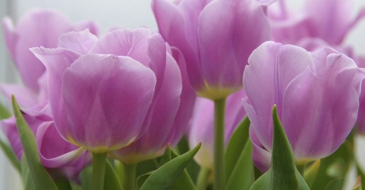 This Week at Phipps: March 13 – 19 This Week at Phipps: March 13 – 19