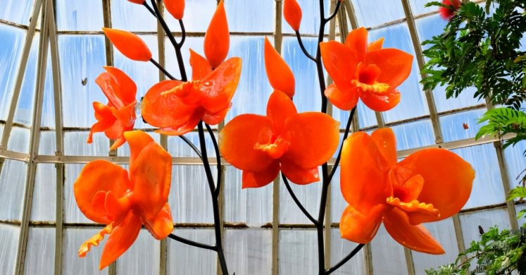 This Week at Phipps: July 3 – 9 This Week at Phipps: July 3 – 9
