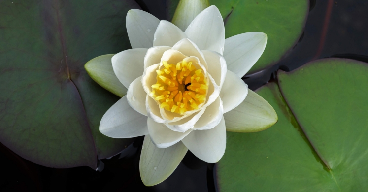 This Week at Phipps: Aug. 26 — Sept. 1 This Week at Phipps: Aug. 26 — Sept. 1