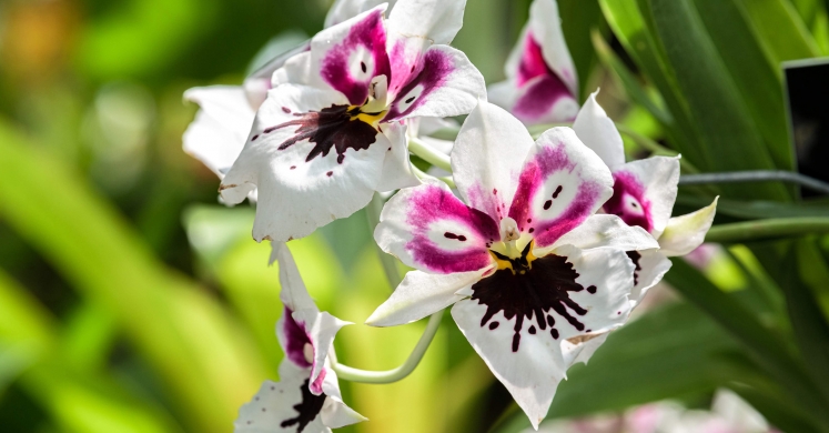 This Week at Phipps: Sept. 2 – 8 This Week at Phipps: Sept. 2 – 8