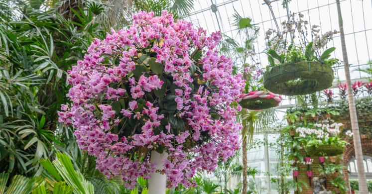 This Week at Phipps: Jan. 21 – 27 This Week at Phipps: Jan. 21 – 27