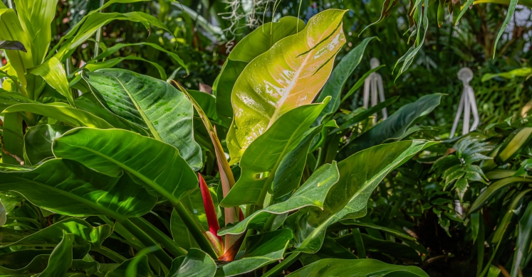 This Week at Phipps: Oct. 7 – 13 This Week at Phipps: Oct. 7 – 13
