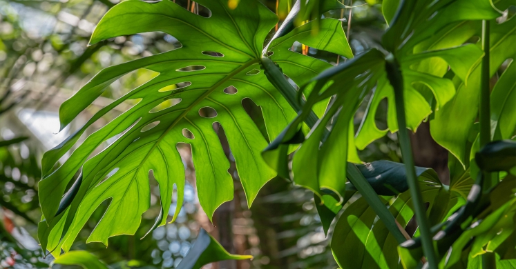 This Week at Phipps: Sept. 16 – 22 This Week at Phipps: Sept. 16 – 22