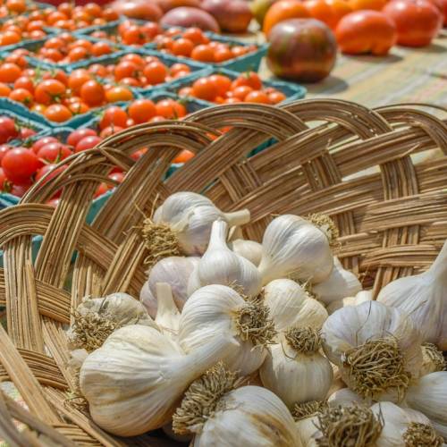 #bioPGH Blog: Tomatoes and Garlic