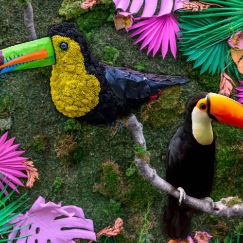 Jungle Creatures and Fantastic Features: Toucans