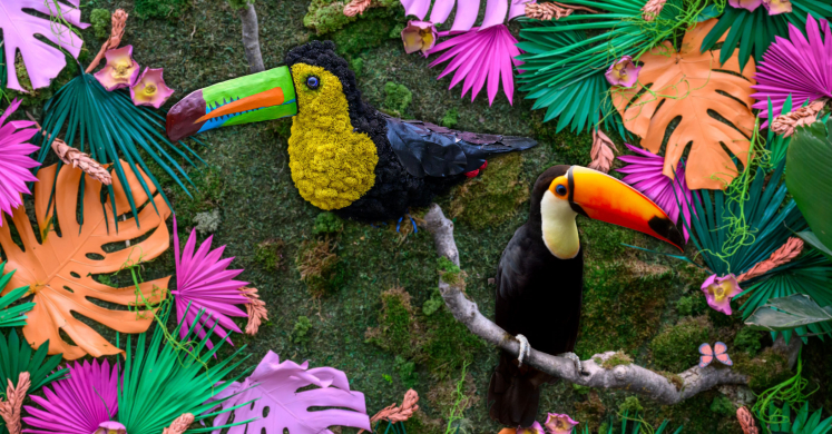 Jungle Creatures and Fantastic Features: Toucans Jungle Creatures and Fantastic Features: Toucans