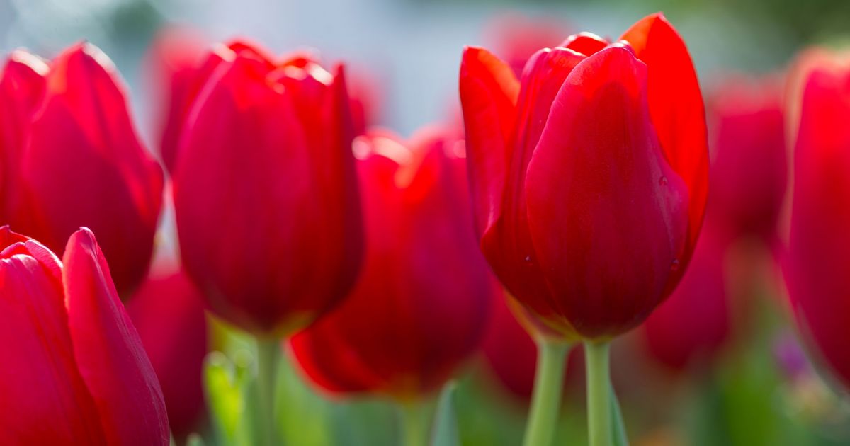 Tulips, a Spring Staple Phipps Conservatory and Botanical Gardens