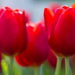 Tulips, a Spring Staple