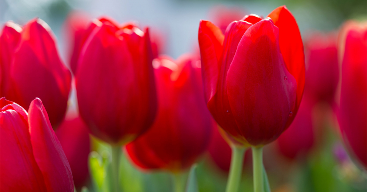 Tulips, a Spring Staple Tulips, a Spring Staple