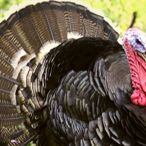 #bioPGH Blog: Eastern Wild Turkey