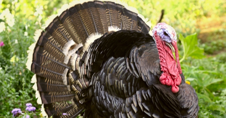#bioPGH Blog: Eastern Wild Turkey #bioPGH Blog: Eastern Wild Turkey