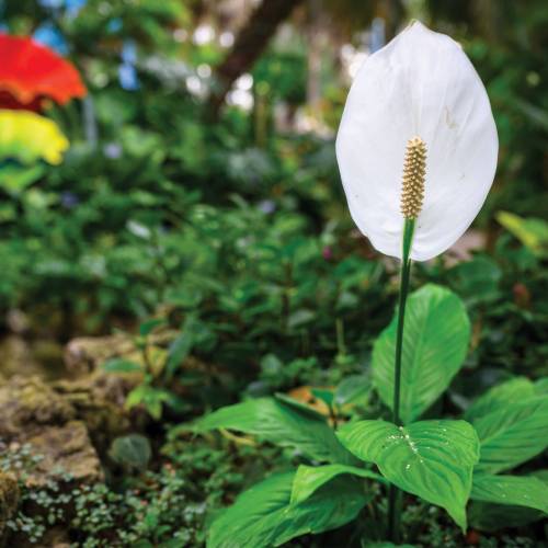 This Week at Phipps: May 6 –12