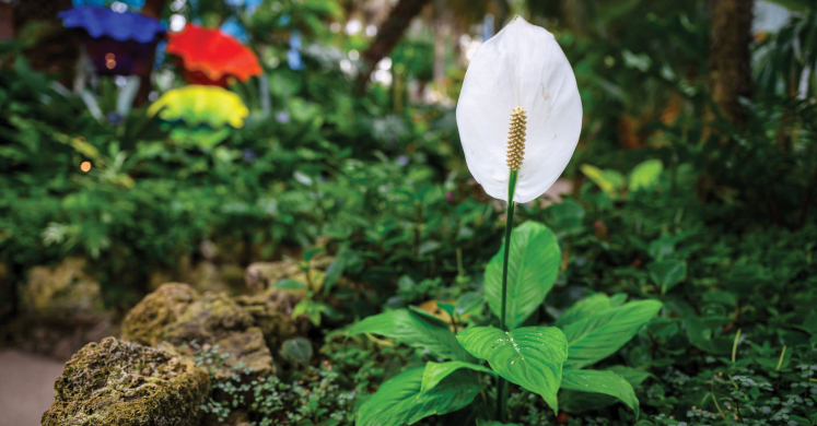 This Week at Phipps: May 6 –12 This Week at Phipps: May 6 –12