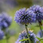 This Week at Phipps: Aug. 3  – 9