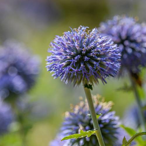 This Week at Phipps: Aug. 3  – 9