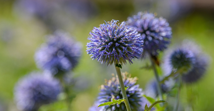 This Week at Phipps: Aug. 3  – 9
