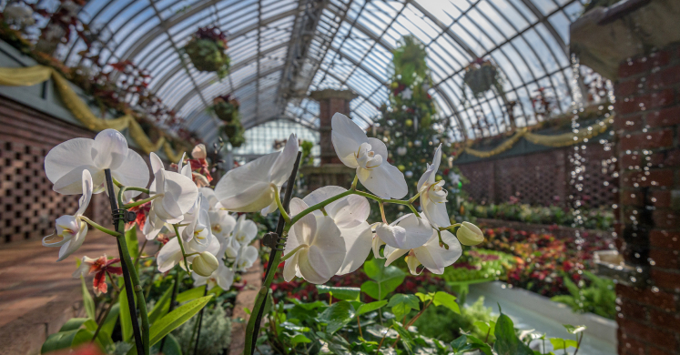 This Week at Phipps: Jan. 11 – 17 This Week at Phipps: Jan. 11 – 17