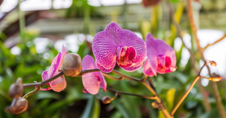 This Week at Phipps: Jan. 27 – Feb. 2 This Week at Phipps: Jan. 27 – Feb. 2