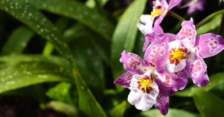 This Week at Phipps: Feb. 3 – 9 This Week at Phipps: Feb. 3 – 9
