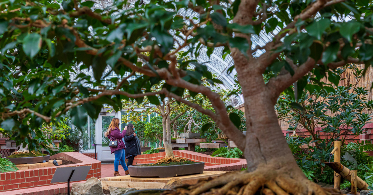This Week at Phipps: Feb. 15 – 21 This Week at Phipps: Feb. 15 – 21