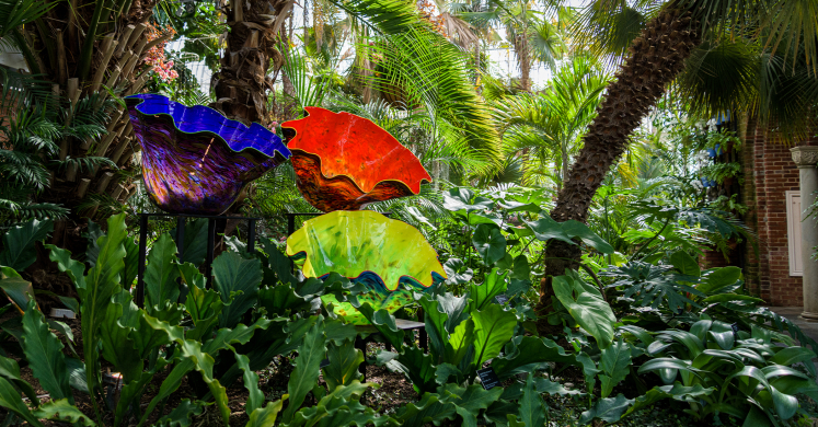 This Week at Phipps: March 1 – 7 This Week at Phipps: March 1 – 7