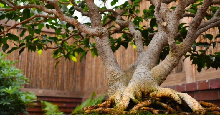 This Week at Phipps: March 3 – 9 This Week at Phipps: March 3 – 9
