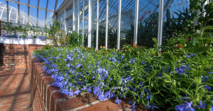 This Week at Phipps: March 8 – 14 This Week at Phipps: March 8 – 14