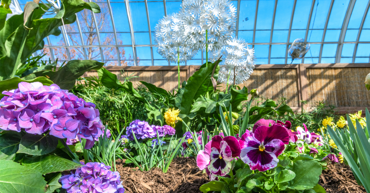 This Week at Phipps: March 22 – 28 This Week at Phipps: March 22 – 28