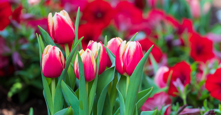 This Week at Phipps: March 29 – April 4 This Week at Phipps: March 29 – April 4