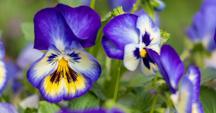 This Week at Phipps: April 5 – 11 This Week at Phipps: April 5 – 11