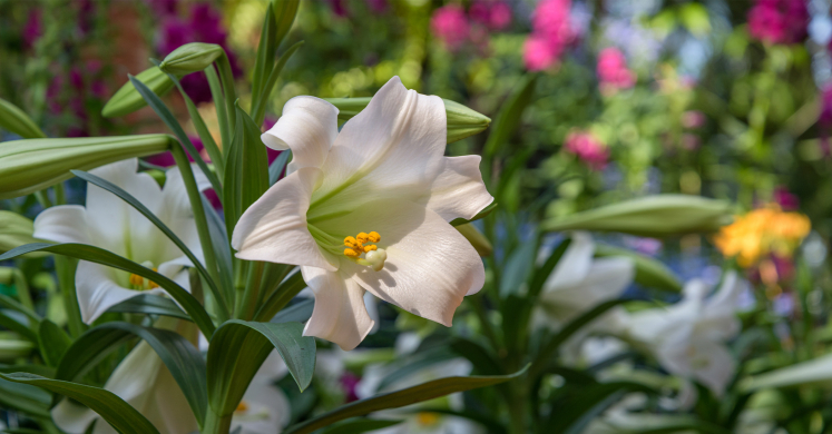 This Week at Phipps: April 12 – 18 This Week at Phipps: April 12 – 18