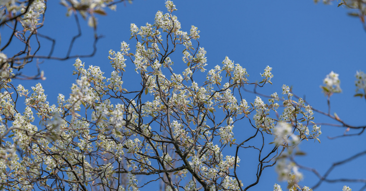 This Week at Phipps: April 19 – 25 This Week at Phipps: April 19 – 25