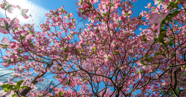 This Week at Phipps: April 26 – May 2 This Week at Phipps: April 26 – May 2
