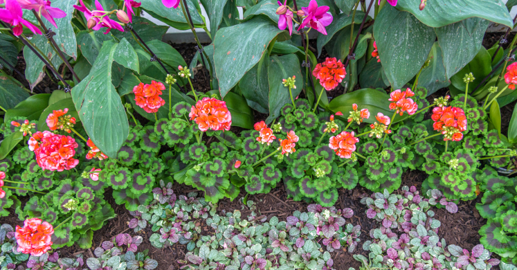 This Week at Phipps: May 3 – 9 This Week at Phipps: May 3 – 9