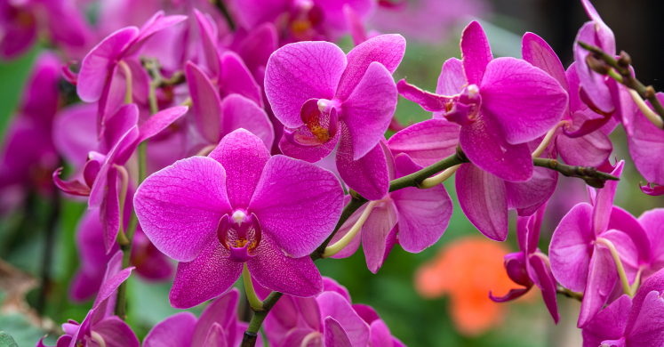 This Week at Phipps: June 7 – June 13 This Week at Phipps: June 7 – June 13