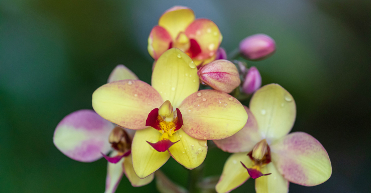 This Week at Phipps: June 14 – June 20 This Week at Phipps: June 14 – June 20