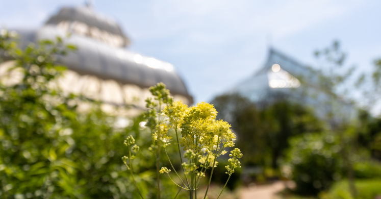 This Week at Phipps: June 22 – 28 This Week at Phipps: June 22 – 28