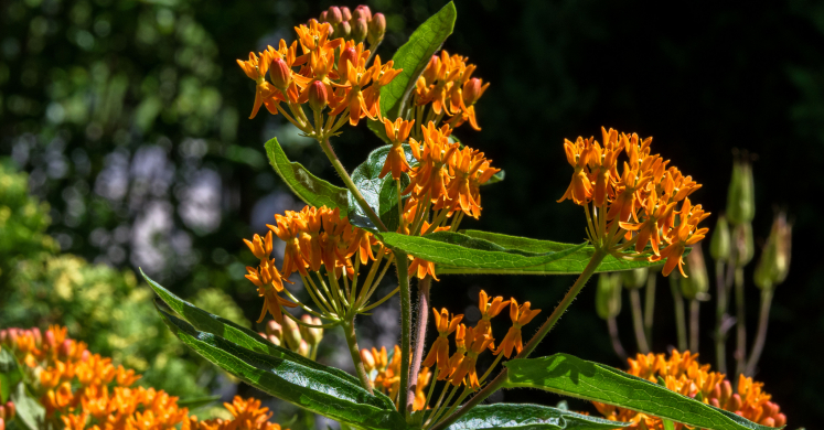 This Week at Phipps: July 5 – 11 This Week at Phipps: July 5 – 11